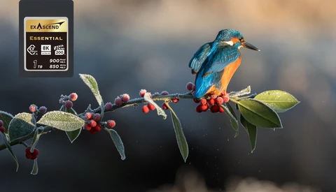 Kingfisher perched on berry-laden branch with SD card displayed in corner.