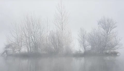Bare trees reflected in still water shrouded in heavy fog.