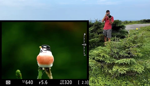 Camera viewfinder display showing orange bird perched on green stem with field photographer visible in background.