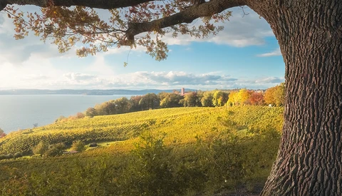Gnarled tree trunk framing a sunlit vineyard sloping toward a calm lake under partly cloudy sky.