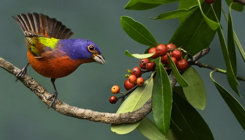 Colorful bird with purple head and orange-red plumage perched on a branch near red berries and green leaves.