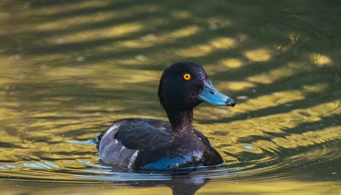 Dark-headed duck swimming in sunlit water with golden reflections and tree shadow patterns.