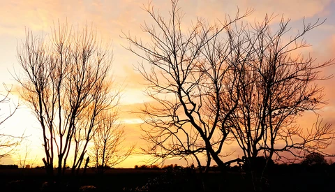 Silhouetted bare trees against a golden sunrise or sunset sky with warm orange and yellow hues.