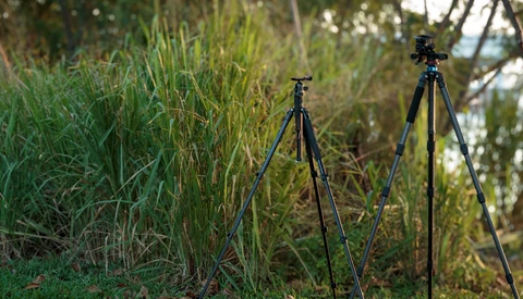 Two camera tripods set up in overgrown grass and reeds near trees.