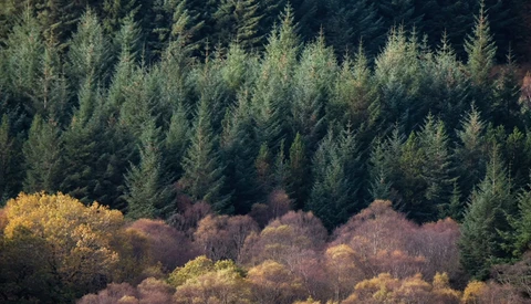 Coniferous forest backdrop with deciduous trees in autumn transitioning from golden and brown foliage.