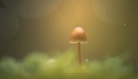 Single delicate mushroom with pale cap standing in soft-focused green moss and foliage.