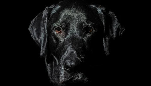 Black Labrador Retriever's head against a black background, with warm amber eyes gazing directly at the camera.