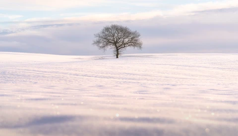 Solitary bare tree standing in an expansive snowy field under overcast sky.