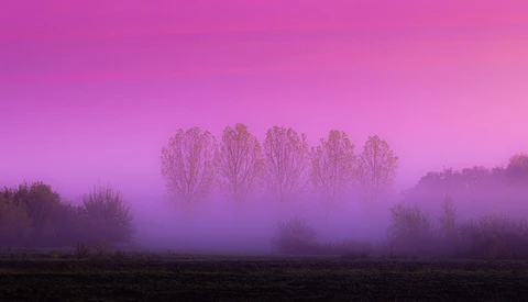 Bare trees emerging from dense fog in a purple-toned landscape at dawn or dusk.
