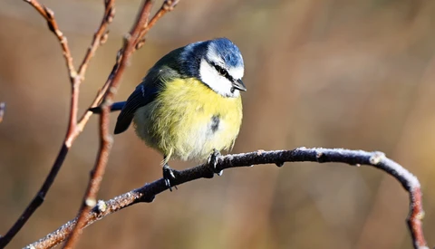 Blue tit perched on a thin branch with frost or lichen coating.