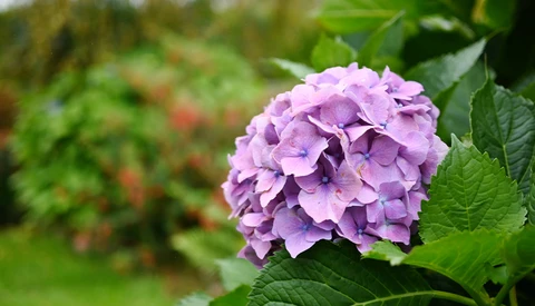Purple hydrangea flower cluster with textured petals and bright green foliage in soft natural light.