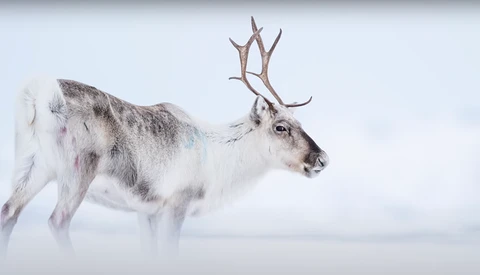 Reindeer with branching antlers standing in snow against an overcast sky.