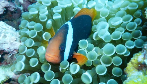Clownfish with white stripe sheltering among pale green sea anemone tentacles on coral reef.