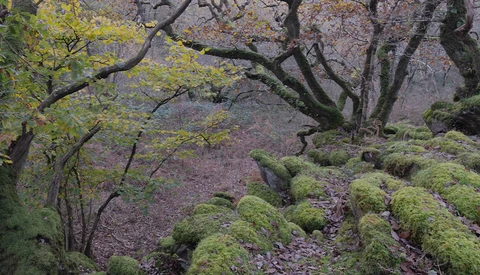 Moss-covered boulders and gnarled tree trunks in a misty forest with muted purple and green tones.