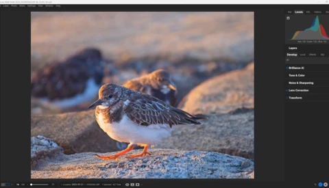 Shorebird with mottled brown plumage standing on sandy beach in golden hour light.