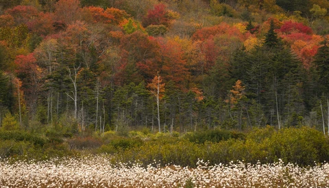 Forest landscape with white wildflowers in foreground and autumn foliage in background.