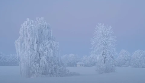 Snow-covered willow and birch trees in a frozen landscape under pale winter sky.