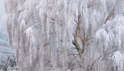 Frost-covered birch trees with drooping branches laden with white ice crystals in winter landscape.
