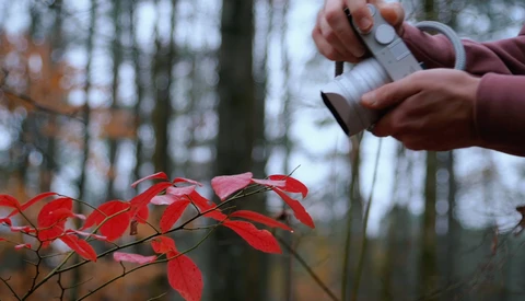 Photographer's hands holding a camera above vibrant red autumn leaves with blurred forest background.