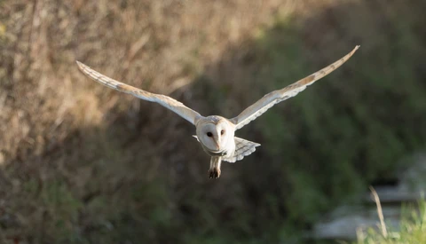 Barn owl in flight with wings spread wide against blurred rocky cliff background.