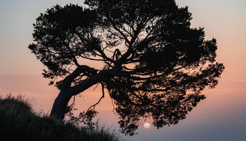 Silhouetted windswept tree against a soft pink and purple sunset sky with grass in the foreground.