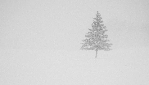 Solitary evergreen tree rendered in soft gray tones against a pale white background.