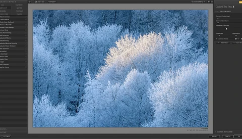 Frost-covered trees in a winter forest landscape with warm sunlight illuminating snow-laden branches.