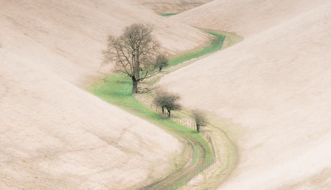 Aerial view of plowed fields with a solitary bare tree and tree-lined green lane curving through beige agricultural landscape.