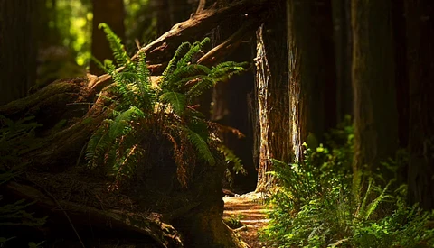 Fern fronds illuminated by golden sunlight in a dense forest among fallen logs and moss-covered ground.