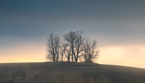 Silhouetted bare trees on a hillside against a twilight sky with warm and cool tones.