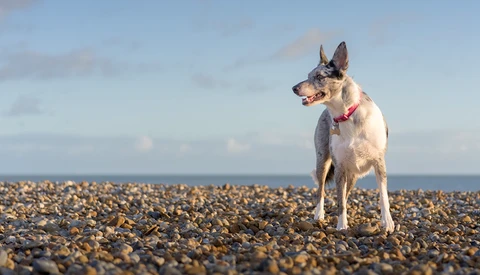 White and tan dog standing alert on a pebble beach with ocean horizon behind.