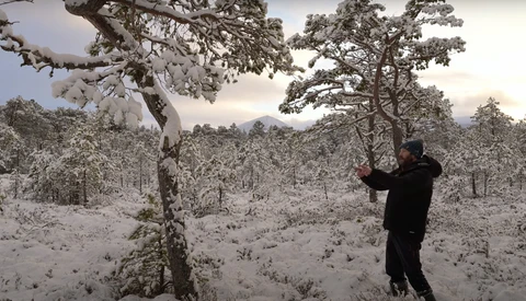 Person in dark clothing standing beside snow-laden pine tree in expansive winter forest landscape.