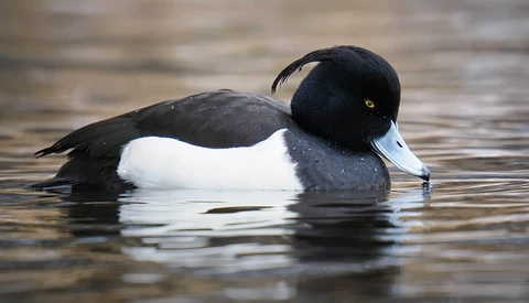 Male tufted duck swimming on water with distinctive black head and white body.