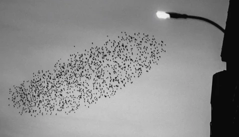 Large flock of birds flying in formation against an overcast sky at dusk, with a street lamp and building silhouette visible.