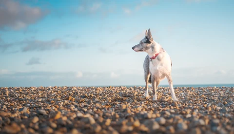 Lean dog standing alert on a pebble beach with ocean and sky behind.