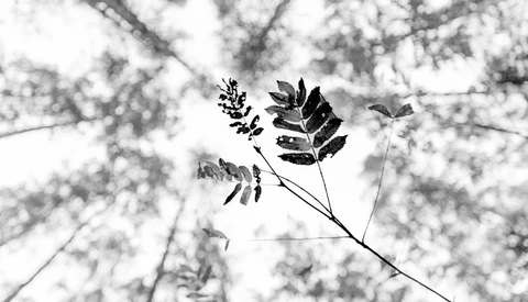 Upward view of delicate tree branches with compound leaves silhouetted against a bright, cloudy sky.