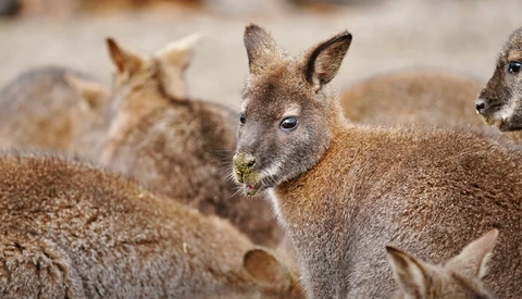 Group of deer with tan and gray coats grazing together in a sandy area.