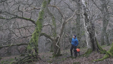 Two hikers exploring a dense forest with moss-covered trees and bare winter branches.
