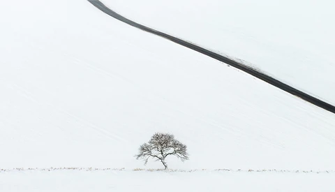 Solitary bare tree in a snow-covered field beneath an overcast sky with a curved dark line crossing the upper frame.