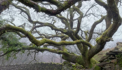 Gnarled tree with moss-covered trunk and bare branches against misty landscape.