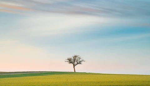Solitary bare tree standing in a vast green field under a partly cloudy sky.