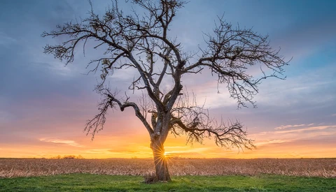 Solitary bare tree silhouetted against a golden sunrise over a flat agricultural field.
