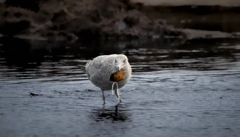 White bird with orange-red breast standing in shallow water, head slightly lowered.