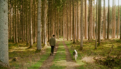 Person and dog walking down a tree-lined forest path with tall conifers on either side.