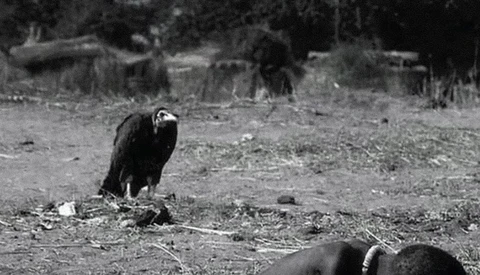 Bald eagle perched on ground in wilderness setting, black and white film photograph.