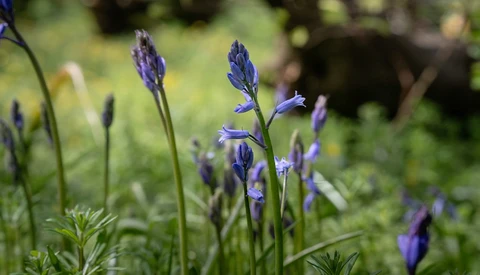 Purple wildflowers with delicate petals bloom among green foliage in soft natural light.