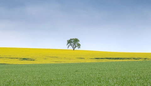 Solitary tree standing on a hillside dividing yellow and green fields under blue sky.