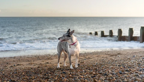 Dog standing on shingle beach facing camera with wooden groynes and calm sea behind.