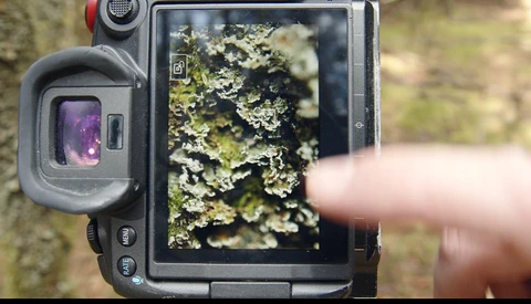 Thermal camera displaying close-up of lichen-covered tree bark with heat signature visualization on screen.