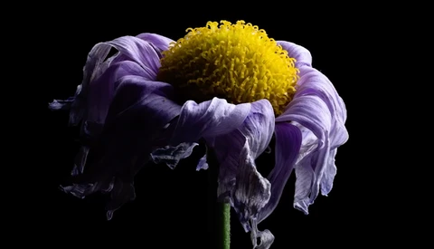Wilted purple flower with bright yellow center against black background.